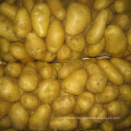 Potato seeds for sale